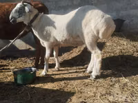 Ram, Sheep — photo 2