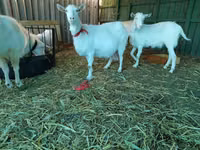 Goat, Saanen goat — photo 7
