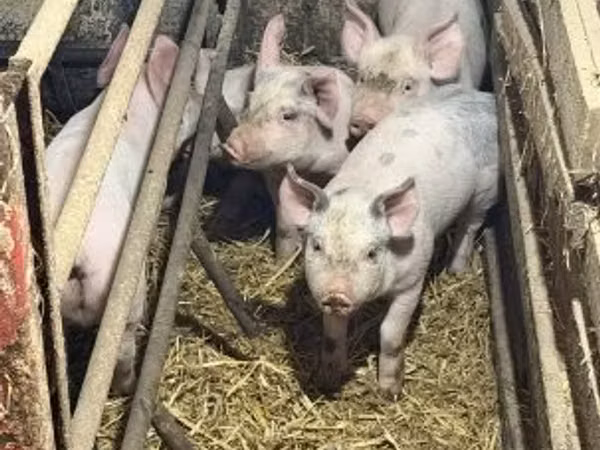 Sow, Pigs