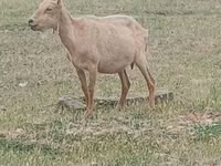 Billy Goat, Alpine goat — photo 2