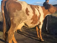 गाय, Simmental cattle — फ़ोटो 2