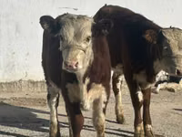 بقرة, Simmental cattle — الصورة 1
