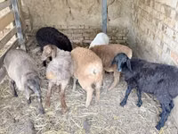 Ram, Sheep — photo 4