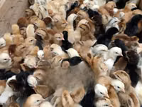 Chickens — Foto 3