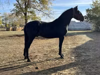 घोड़ा, Nonius horse — फ़ोटो 1