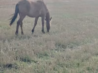 घोड़ी, Mugalzhar horse — फ़ोटो 2
