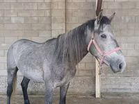 Hengst, Kustanai horse — Foto 1