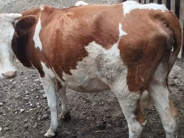 Cow, Simmental cattle