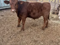 Toro, Aberdeen-Angus — foto 3