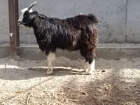 Cabra, Cabras — foto 7