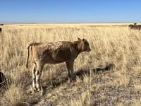 Cow, Auliekol breed — photo 5
