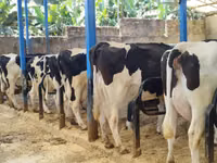 Cow, Holstein breed — photo 1