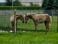Stute, Black Sea breed — Foto 4