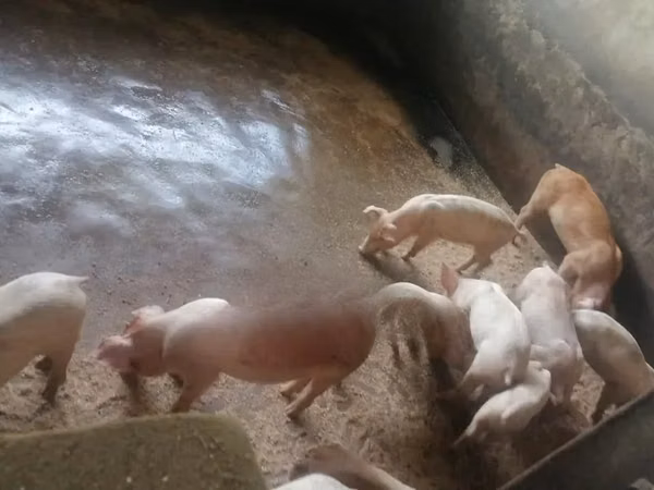 Schweine (Partie, Geschlecht nicht angegeben), 
