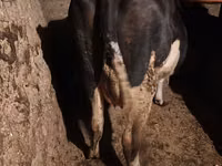 गाय, Russian Black pied cattle — फ़ोटो 5