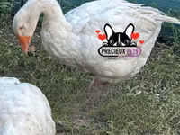 Geese — الصورة 8