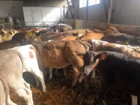 Rinder (Partie, Geschlecht nicht angegeben), Simmental cattle — Foto 4