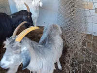 Goat, Goats — photo 8