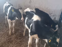 Vaca, Russian Black pied cattle — foto 4