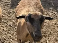 أغنام (دفعة، الجنس غير محدد), Cameroon sheep — الصورة 3