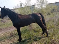 حصان, Altai horse — الصورة 4