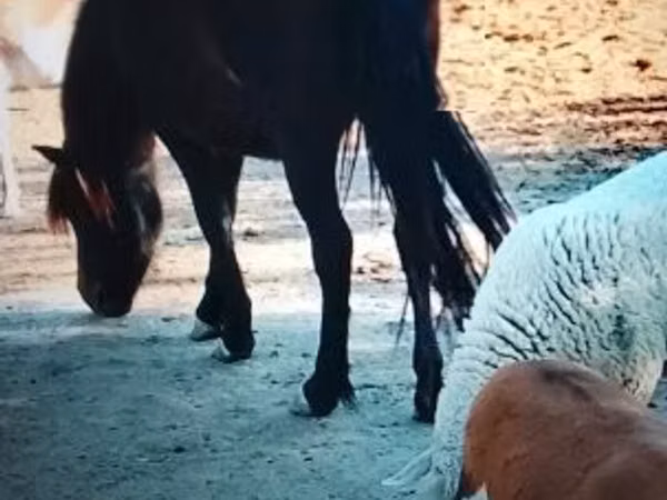 Yegua, Welsh Mountain Pony