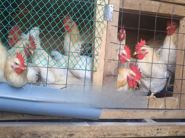 Chickens — Kenia