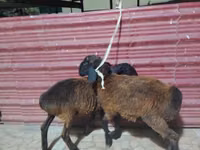 Sheep (batch, sex not specified), Sheep — photo 3