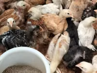 Chickens — photo 1