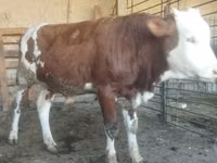 公牛, Cattle — 照片 4