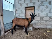 تيس, Italian Alpine goat — الصورة 2