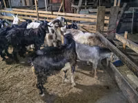 Ziegenbock, Ziegen — Foto 5
