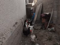 أدلر سيلفر — الصورة 4