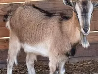 Ziege, West African dwarf goats — Foto 2