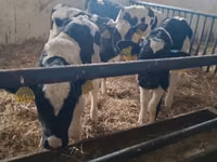 ثور, Russian Black pied cattle — الصورة 4