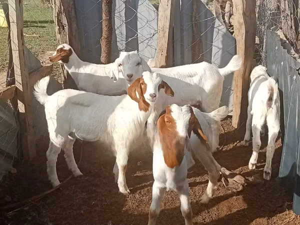 Ziegen (Partie, Geschlecht nicht angegeben), Boer goat
