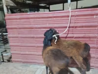 Sheep (batch, sex not specified), Sheep — photo 2