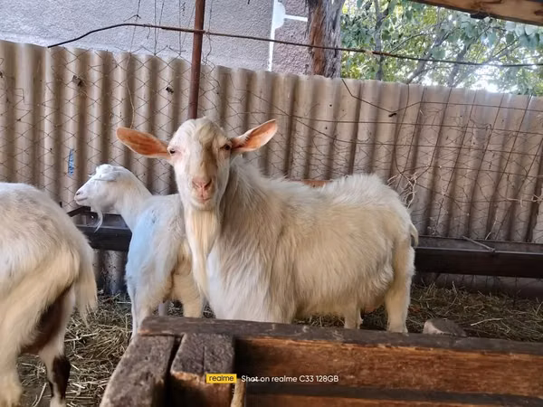تيس, Saanen goat