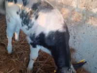 Vaca, Ganado vacuno — foto 2