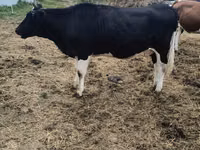 Vaca, Raza Holstein — foto 5