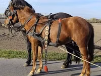 Mare, Hungarian horse breed — photo 4