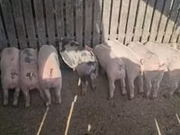Säue, Schweine — Foto 4