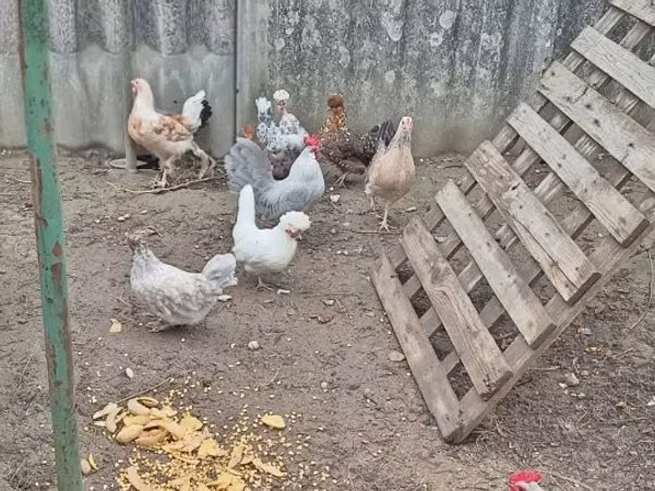 gallina danesa