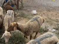 نعجة, الأغنام — الصورة 2