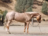 Hengst, Quarter Horse — Foto 6