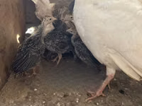 Turkeys — photo 1