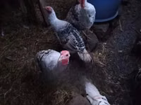 Turkeys — Foto 3