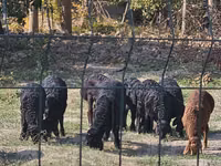Widder, Rhon sheep — Foto 2