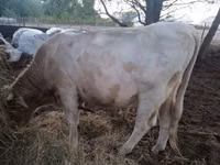 Toro, Charolais cattle — foto 1