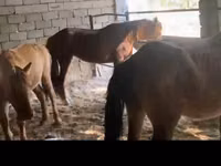 Mare, Horses — photo 2